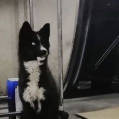 Подробнее об объявлении «Пропала собака Владикавказ» Фото: пропала собака  «Пропала собака Владикавказ» в г. Владикавказ