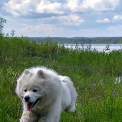 Подробнее об объявлении «Пропала собака белый самоед Полевской» Фото: пропала собака Самоедская лайка «Пропала собака белый самоед Полевской» в г. Полевской