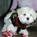 Подробнее об объявлении «Воронеж Пропала собака кобель помогите» Фото: пропала собака Мальтийская болонка «Воронеж Пропала собака кобель помогите» в г. Воронеж