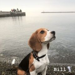 Подробнее об объявлении «Пропала собака кобель Владикавказ» Фото: пропала собака Бигль «Пропала собака кобель Владикавказ» в г. Владикавказ