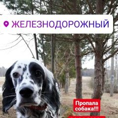 Подробнее об объявлении «Железнодорожный (Московск.) Пропала собака пожалуйста помогите найти собаку» Фото: пропала собака Английский сеттер «Железнодорожный (Московск.) Пропала собака...» в г. Железнодорожный (Московск.)