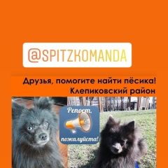 Подробнее об объявлении «Спас-Клепики Пропала собака кобель чёрный (голубой) шпиц» Фото: пропала собака Немецкий шпиц «Спас-Клепики Пропала собака кобель чёрный...» в г. Спас-Клепики