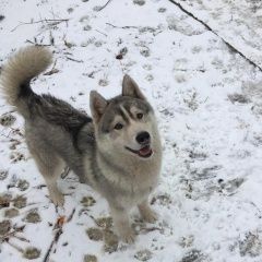 Подробнее об объявлении «Фрязино Пропала собака» Фото: пропала собака  «Фрязино Пропала собака» в г. Фрязино