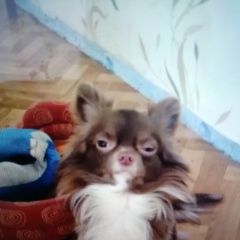 Подробнее об объявлении «Пропала собака кобель Санкт-Петербург» Фото: пропала собака Чихуахуа «Пропала собака кобель Санкт-Петербург» в г. Санкт-Петербург