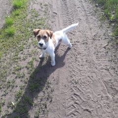 Подробнее об объявлении «Пропала собака Ульяновск» Фото: пропала собака Джек рассел терьер «Пропала собака Ульяновск» в г. Ульяновск