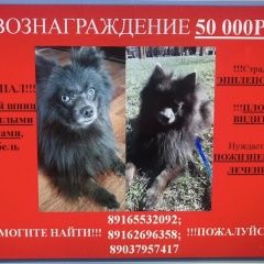 Подробнее об объявлении «Пропала собака кобель больная собака Гусь Железный» Фото: пропала собака Померанский шпиц «Пропала собака кобель больная собака Гусь Железный» в г. Гусь Железный