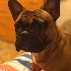 Подробнее об объявлении «Пропала собака кобель помогите пожалуйста найти  Солнечногорск» Фото: пропала собака Французский бульдог «Пропала собака кобель помогите пожалуйста найти...» в г. Солнечногорск