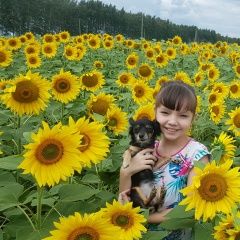 Подробнее об объявлении «Сургут Пропала собака помогите пожалуйста найти.» Фото: пропала собака  «Сургут Пропала собака помогите пожалуйста найти.» в г. Сургут