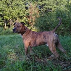 Подробнее об объявлении «Пропала собака кобель порода стаффордширский терьер Иглино» Фото: пропала собака Американский стаффордширский терьер «Пропала собака кобель порода стаффордширский...» в г. Иглино