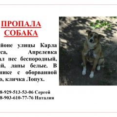 Подробнее об объявлении «Апрелевка Пропала собака кобель, ул. карла маркса» Фото: пропала собака  «Апрелевка Пропала собака кобель, ул. карла маркса» в г. Апрелевка