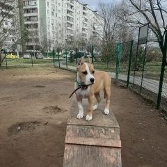 Подробнее об объявлении «Пропала собака Москва» Фото: пропала собака Американский стаффордширский терьер «Пропала собака Москва» в г. Москва