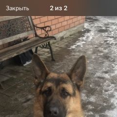 Подробнее об объявлении «Подольск Пропала собака кобель из ерино» Фото: пропала собака Немецкая овчарка «Подольск Пропала собака кобель из ерино» в г. Подольск