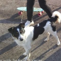 Подробнее об объявлении «Псков Пропала собака кобель» Фото: пропала собака  «Псков Пропала собака кобель» в г. Псков