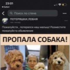 Подробнее об объявлении «Лобня Пропала собака мальтипу 1 год синий ошейник» Фото: пропала собака Мальтийская болонка «Лобня Пропала собака мальтипу 1 год синий ошейник» в г. Лобня