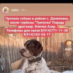 Подробнее об объявлении «Пропала собака кобель Хабаровск» Фото: пропала собака Дратхаар «Пропала собака кобель Хабаровск» в г. Хабаровск