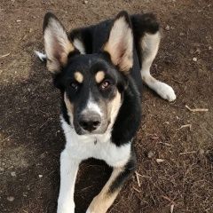 Подробнее об объявлении «Пропала собака кобель щенок подросток Зеленоград» Фото: пропала собака  «Пропала собака кобель щенок подросток Зеленоград» в г. Зеленоград