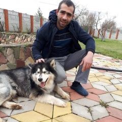 Подробнее об объявлении «Пропала собака кобель хаски, кличка гендальф. Домодедово» Фото: пропала собака Сибирская хаски «Пропала собака кобель хаски, кличка гендальф....» в г. Домодедово