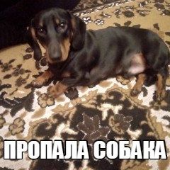 Подробнее об объявлении «Пропала собака кобель Липецк» Фото: пропала собака Такса «Пропала собака кобель Липецк» в г. Липецк