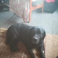 Подробнее об объявлении «Пропала собака кобель чёрный лабрадор Дмитров» Фото: пропала собака Лабрадор ретривер «Пропала собака кобель чёрный лабрадор Дмитров» в г. Дмитров