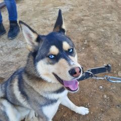 Подробнее об объявлении «Пропала собака кобель большая просьба помочь найти собаку Зеленоград» Фото: пропала собака  «Пропала собака кобель большая просьба помочь...» в г. Зеленоград