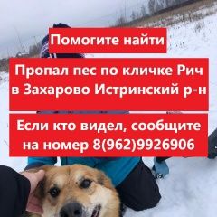 Подробнее об объявлении «Пропала собака кобель д. захарово обушковское поселение Истра» Фото: пропала собака  «Пропала собака кобель д. захарово обушковское...» в г. Истра