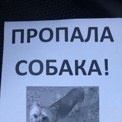 Подробнее об объявлении «Пропала собака кобель Кемерово» Фото: пропала собака Йоркширский терьер «Пропала собака кобель Кемерово» в г. Кемерово