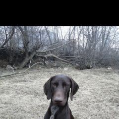 Подробнее об объявлении «Пропала собака кобель Чебоксары» Фото: пропала собака  «Пропала собака кобель Чебоксары» в г. Чебоксары