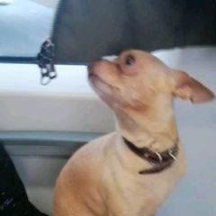 Подробнее об объявлении «Пропала собака кобель Струги-Красные» Фото: пропала собака Той-терьер «Пропала собака кобель Струги-Красные» в г. Струги-Красные