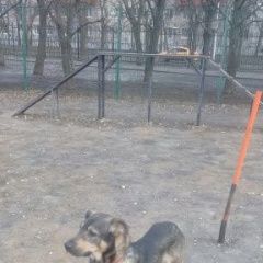 Подробнее об объявлении «Пропала собака кобель Москва» Фото: пропала собака  «Пропала собака кобель Москва» в г. Москва