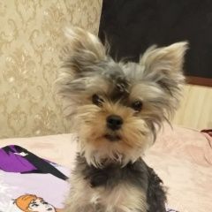 Подробнее об объявлении «Кинель Пропала собака кобель» Фото: пропала собака Йоркширский терьер «Кинель Пропала собака кобель» в г. Кинель