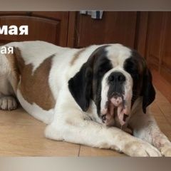 Подробнее об объявлении «Москва Пропала собака» Фото: пропала собака  «Москва Пропала собака» в г. Москва