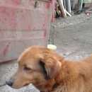 Подробнее об объявлении «Омск Пропала собака кобель в районе московки-2» Фото: пропала собака  «Омск Пропала собака кобель в районе московки-2» в г. Омск