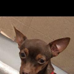 Подробнее об объявлении «Пропала собака кобель кличка -рикки Чебоксары» Фото: пропала собака Русский той-терьер «Пропала собака кобель кличка -рикки Чебоксары» в г. Чебоксары