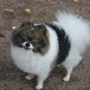 Подробнее об объявлении «Пропала собака кобель Санкт-Петербург» Фото: пропала собака Померанский шпиц «Пропала собака кобель Санкт-Петербург» в г. Санкт-Петербург