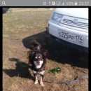 Подробнее об объявлении «Магнитогорск Пропала собака кобель помогите найти» Фото: пропала собака  «Магнитогорск Пропала собака кобель помогите найти» в г. Магнитогорск