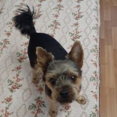 Подробнее об объявлении «Пропала собака кобель Чебоксары» Фото: пропала собака Йоркширский терьер «Пропала собака кобель Чебоксары» в г. Чебоксары