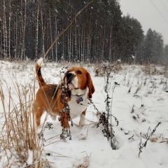 Подробнее об объявлении «Подольск Пропала собака кобель г.» Фото: пропала собака Бигль «Подольск Пропала собака кобель г.» в г. Подольск