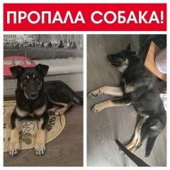 Подробнее об объявлении «Тюмень Пропала собака кобель потерялась собака  помогите найти» Фото: пропала собака  «Тюмень Пропала собака кобель потерялась собака...» в г. Тюмень