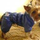 Подробнее об объявлении «Пропала собака кобель йорик был одет в синий комбинезон Санкт-Петербург» Фото: пропала собака Йоркширский терьер «Пропала собака кобель йорик был одет в синий...» в г. Санкт-Петербург