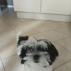 Подробнее об объявлении «Пропала собака д. бабеево, ногиский район Электросталь» Фото: пропала собака Ши-тцу «Пропала собака д. бабеево, ногиский район...» в г. Электросталь