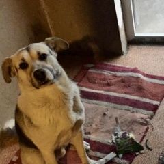 Подробнее об объявлении «Анапа Пропала собака кобель» Фото: пропала собака  «Анапа Пропала собака кобель» в г. Анапа