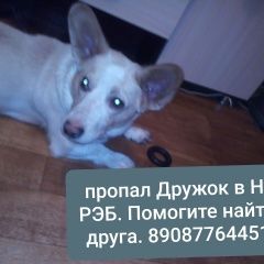 Подробнее об объявлении «Пропала собака кобель пролетарская 15-37 Усть-Кут» Фото: пропала собака  «Пропала собака кобель пролетарская 15-37 Усть-Кут» в г. Усть-Кут