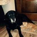 Подробнее об объявлении «Воронеж Пропала собака кобель черный лабрадор» Фото: пропала собака Лабрадор ретривер «Воронеж Пропала собака кобель черный лабрадор» в г. Воронеж