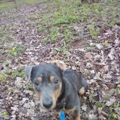 Подробнее об объявлении «Подольск Пропала собака купированный хвост» Фото: пропала собака  «Подольск Пропала собака купированный хвост» в г. Подольск