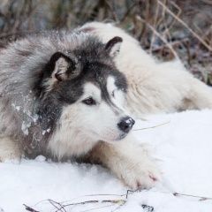 Подробнее об объявлении «Пропала собака хаски с разными глазами Можайск» Фото: пропала собака  «Пропала собака хаски с разными глазами Можайск» в г. Можайск