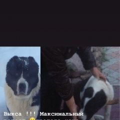 Подробнее об объявлении «Пропала собака Выкса» Фото: пропала собака Среднеазиатская овчарка «Пропала собака Выкса» в г. Выкса