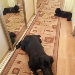 Подробнее об объявлении «Пропала собака лабрадор, девочка Хабаровск» Фото: пропала собака Лабрадор ретривер «Пропала собака лабрадор, девочка Хабаровск» в г. Хабаровск