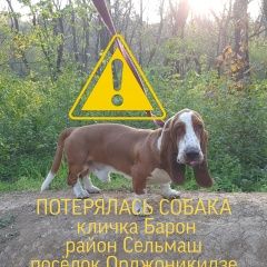 Подробнее об объявлении «Ростов-на-Дону Пропала собака кобель бассет» Фото: пропала собака Бассет-хаунд «Ростов-на-Дону Пропала собака кобель бассет» в г. Ростов-на-Дону