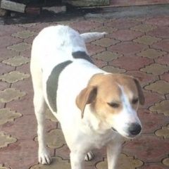 Подробнее об объявлении «Пропала собака, улица просвещения Адлер» Фото: пропала собака  «Пропала собака, улица просвещения Адлер» в г. Адлер