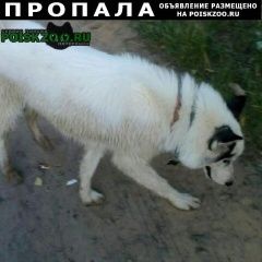 Подробнее об объявлении «Нижний Новгород Пропала собака кобель. амур» Фото: пропала собака Сибирская хаски «Нижний Новгород Пропала собака кобель. амур» в г. Нижний Новгород